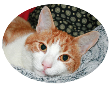 Mousepad Katze Los Aluxes